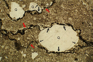 Photomicrograph showing pressure solution seams (marked by red arrows). Q is for quartz grains. Thick and thin black arrows mark the deformed (sutured) and undeformed (smooth) margins of the grains. From Railsback, http://www.gly.uga.edu/railsback/PDFindex1.html.