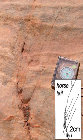 Splay joints with a horse tail geometry are associated with a series of short right-lateral strike-slip faults (map view) in sandstone, Valley of Fire State Park, Nevada. The slip across the sheared fractures is about 2 centimeters. From de Joussineau and Aydin (2007).